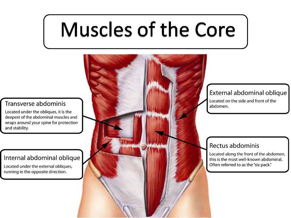 back pain and squats core muscles