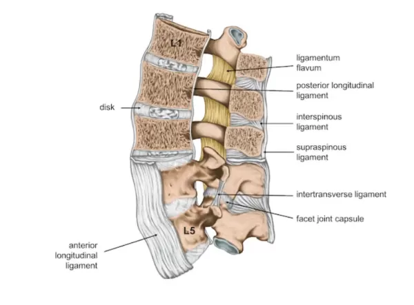 longitudinal ligamend and facet joint - back pain from improper lifting