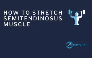 semitendinosus stretch