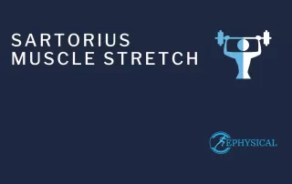 sartorius stretch