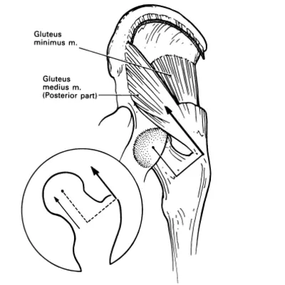 gluteus minimus function - hip stabilization