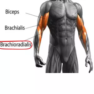 brachioradialis muscle 